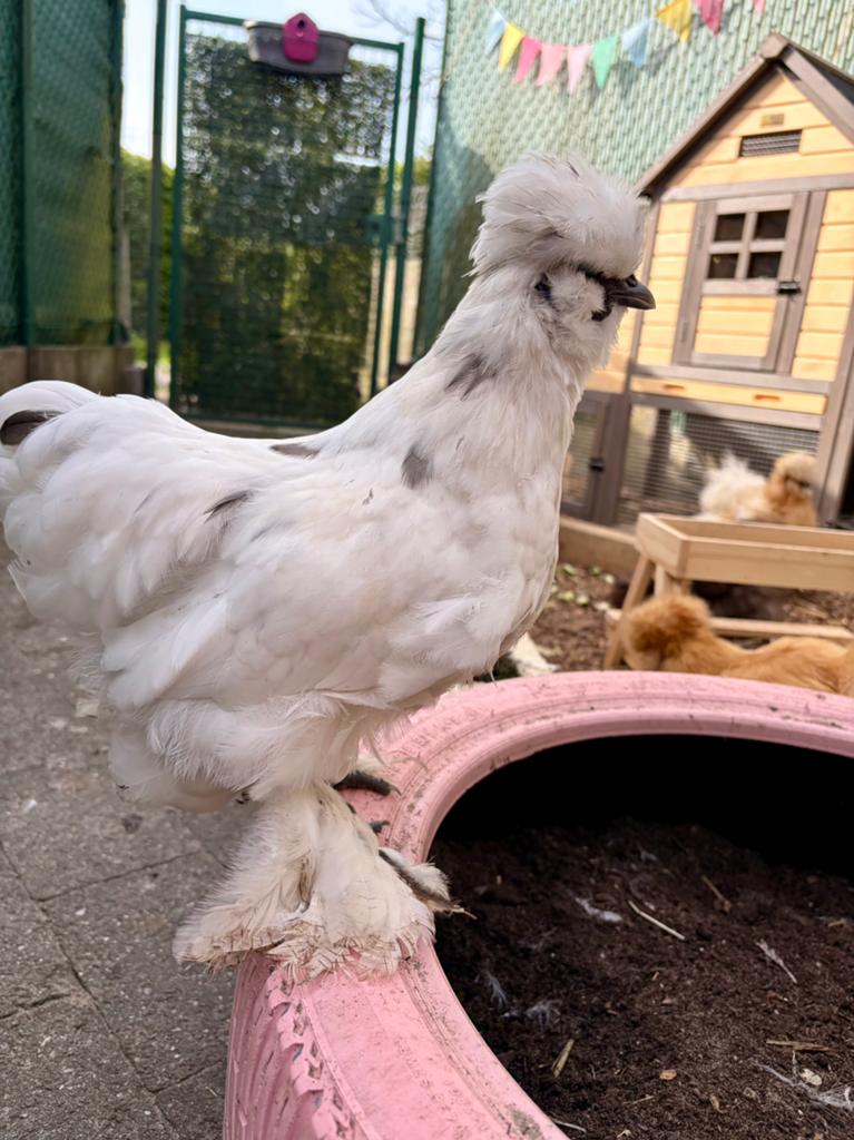 Silkie/Zijdehoen gladveer haan, Dieren en Toebehoren, Pluimvee