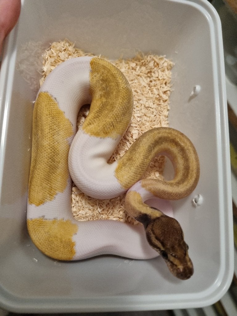0.1 mojave enchi pinstripe piebald koningspython Ball Python photo 2