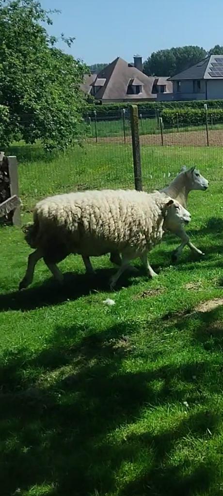 Mouton a vendre, Animaux & Accessoires, Mouton