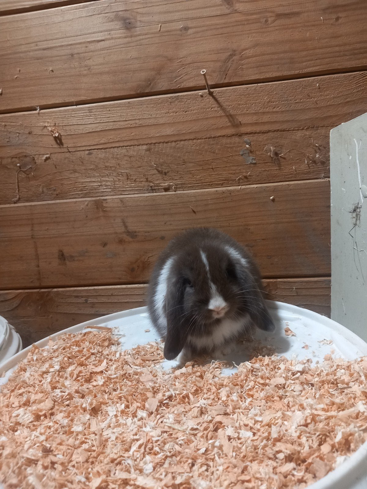 minilop voedstertje, Dieren en Toebehoren, Vrouwelijk, Klein, Hangoor, 0 tot 2 jaar