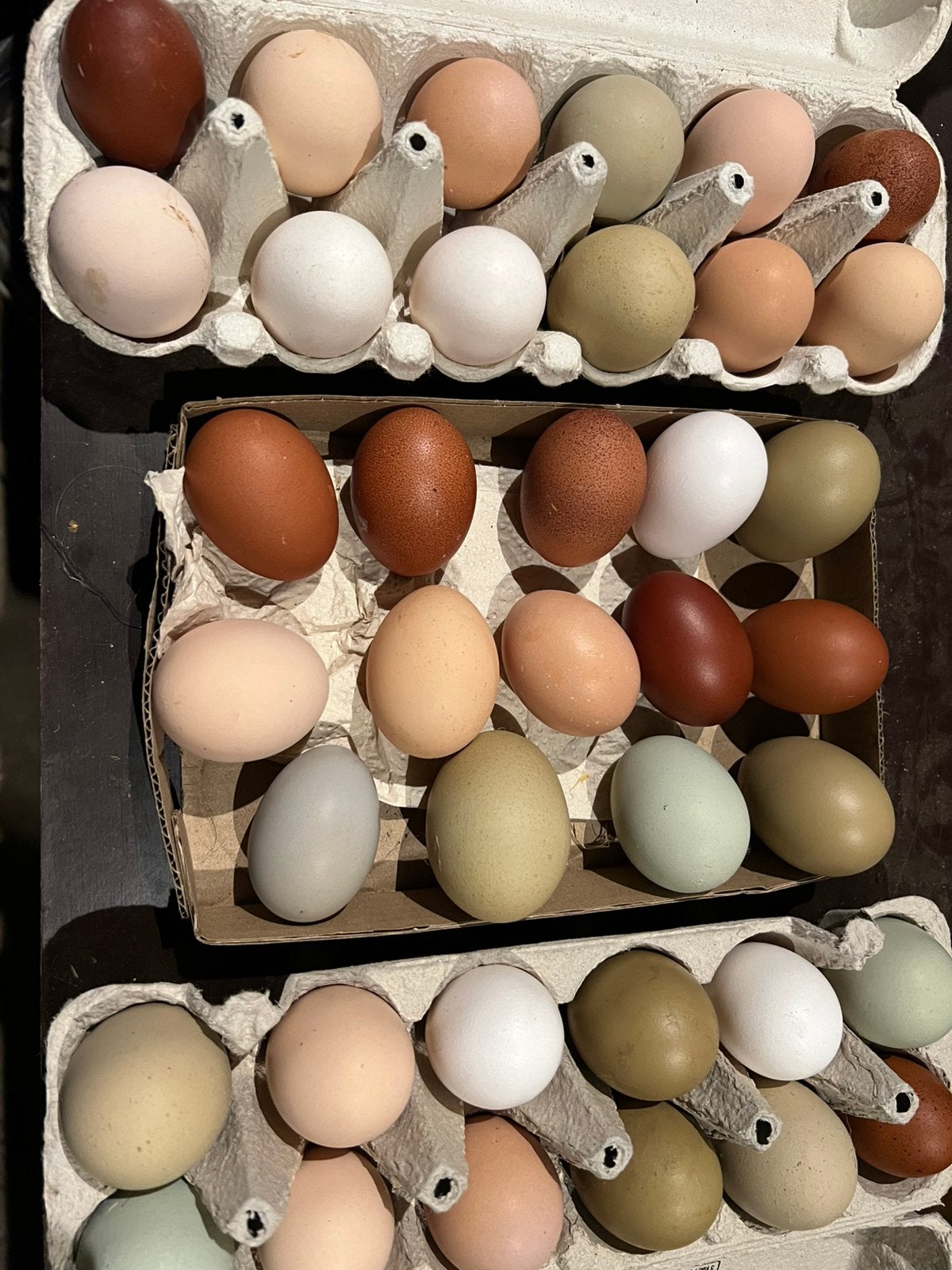 Dagkuikens, Dieren en Toebehoren