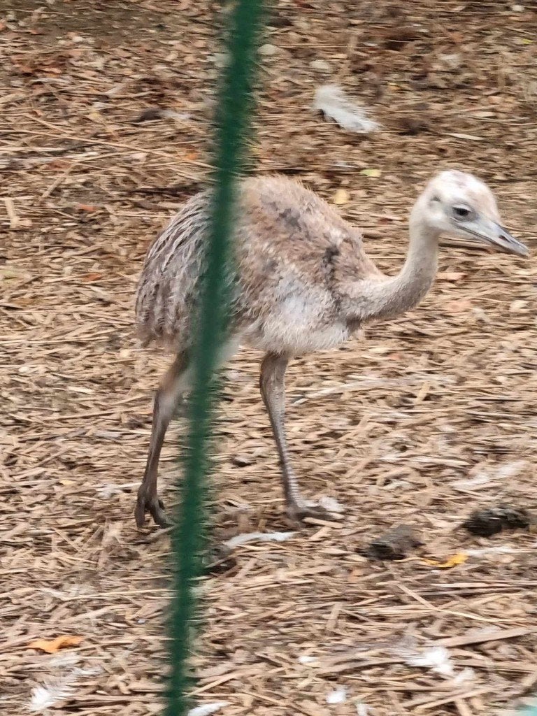 Nandoe kuikens, Dieren en Toebehoren, Geslacht onbekend