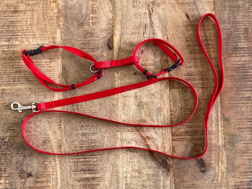 Rood tuigje met lijn voor huisdier, Ophalen of Verzenden, Gebruikt, Hondenriem
