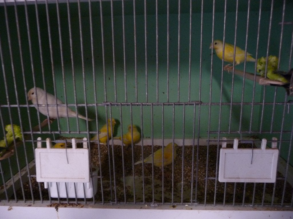 kanaries, Dieren en Toebehoren, Vogels | Kanaries, Meerdere dieren, Kleurkanarie