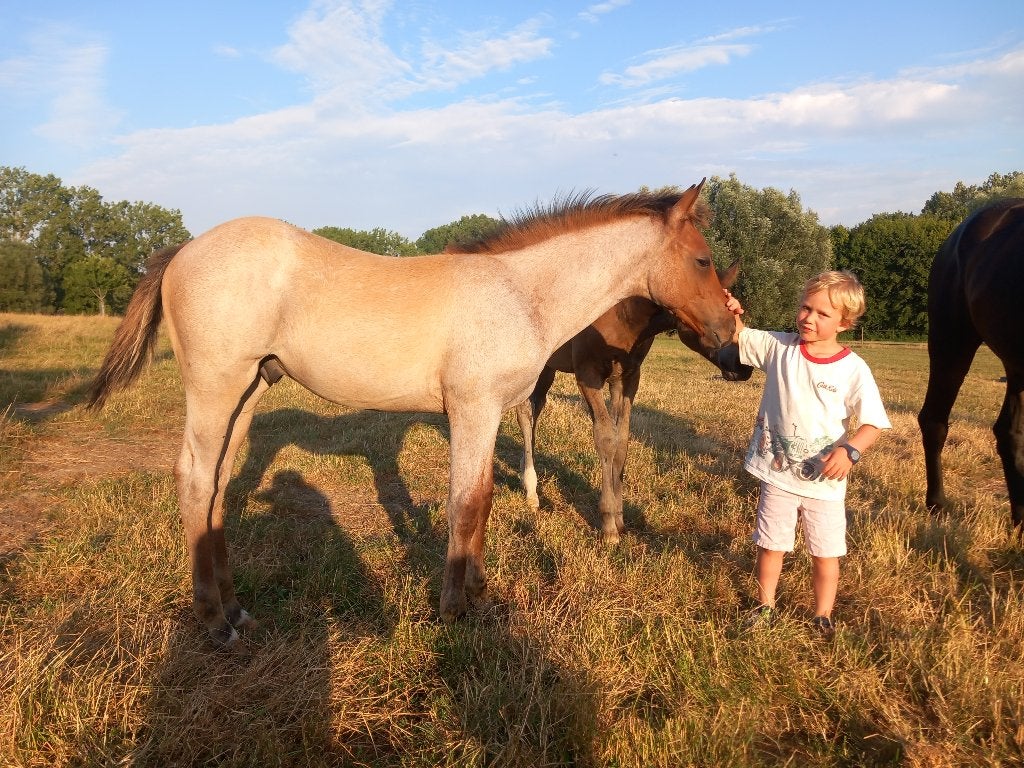 Zeer braaf AQHA hengstenveulen, Dieren en Toebehoren, Paarden, Hengst, Westernpaard, Met stamboom, 0 tot 2 jaar