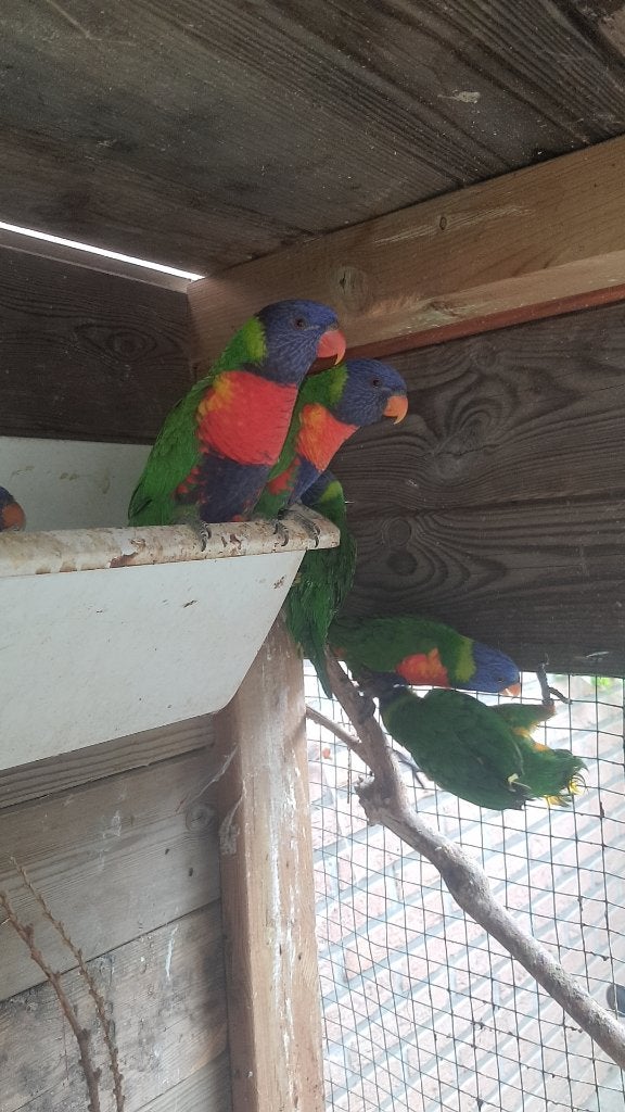 Lori van blauwe bergen 350 per koppel, Meerdere dieren, Papegaai