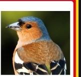 vinkenman, Dieren en Toebehoren, Vogels | Overige Vogels, Mannelijk, Wildzangvogel, Geringd