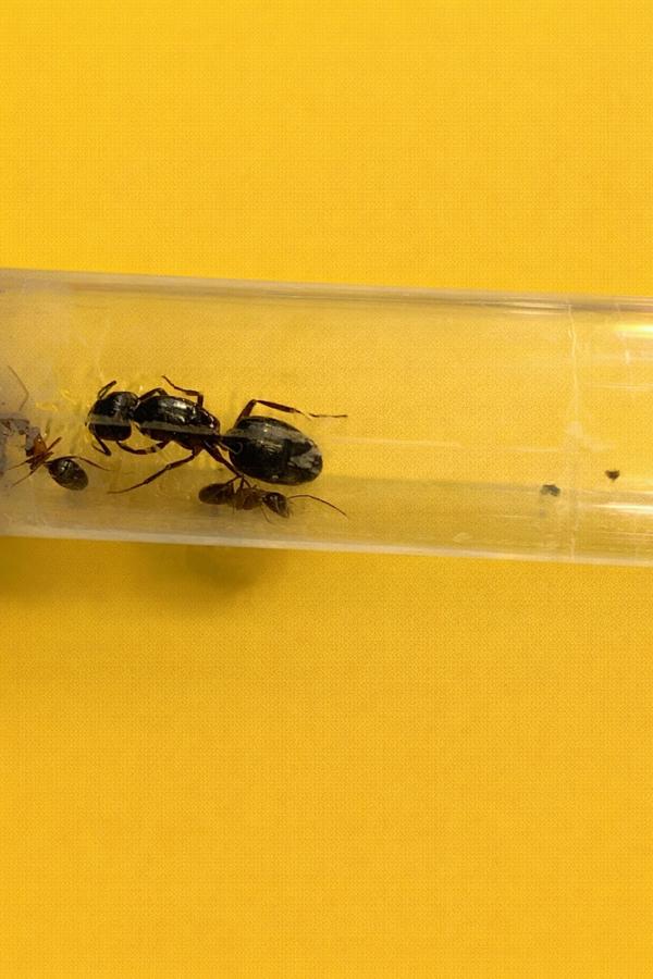 Camponotus Herculeanus reine des fourmis avec 1 à 5 semaines, Fourmis