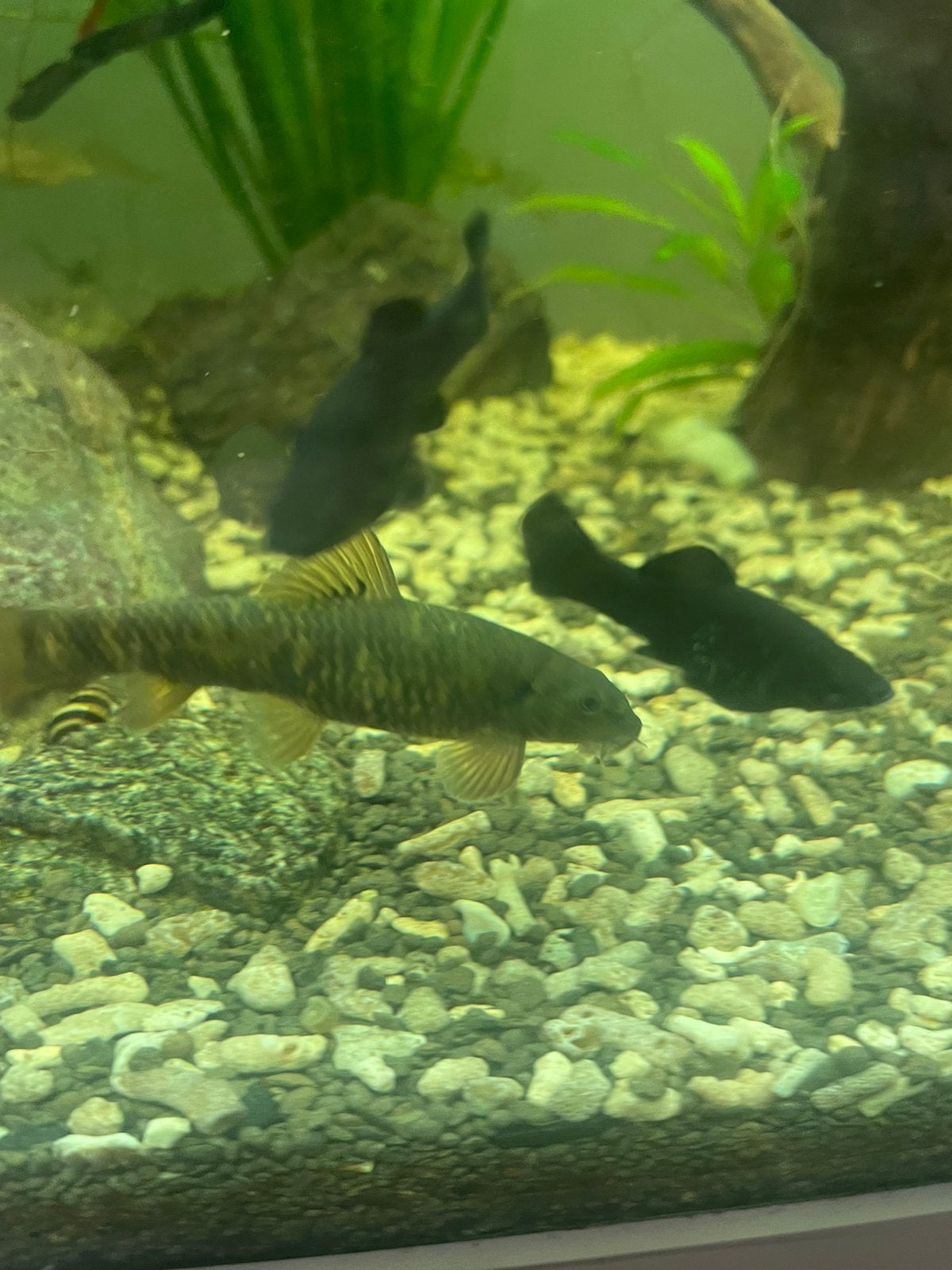 3 gurra rufa, Animaux & Accessoires