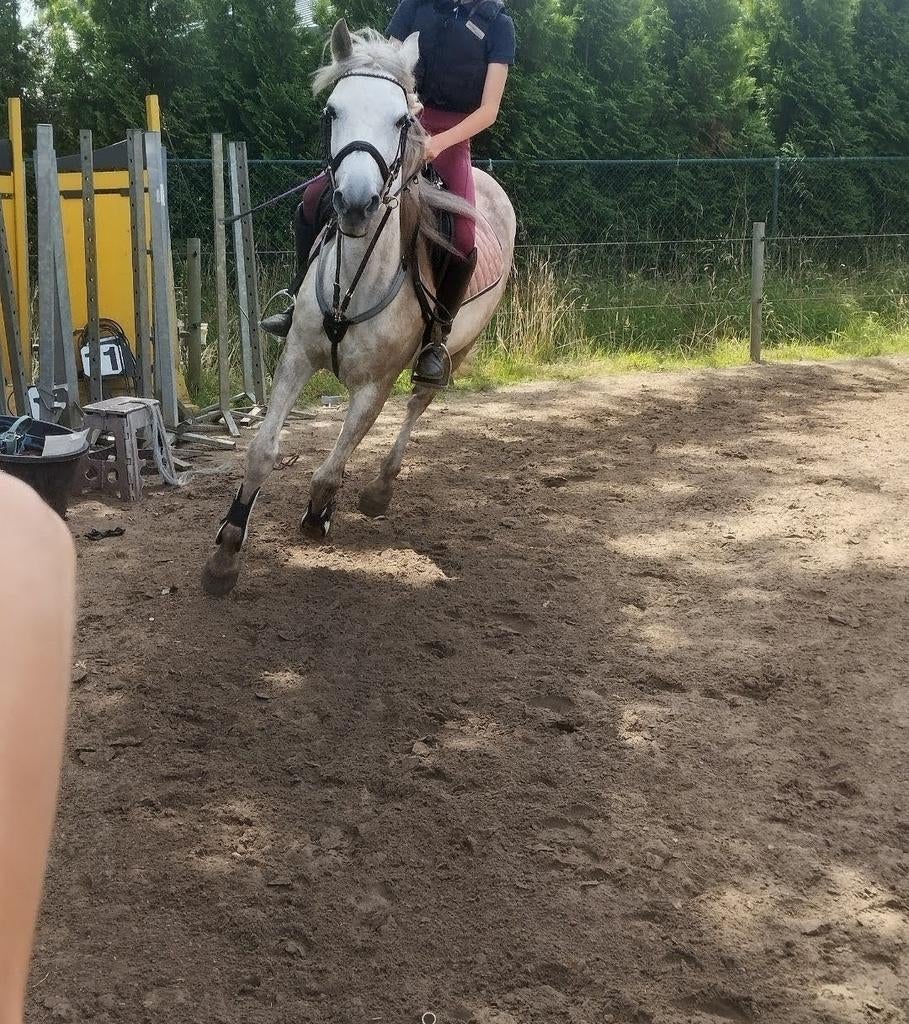 Merrie te koop, Dieren en Toebehoren, Merrie