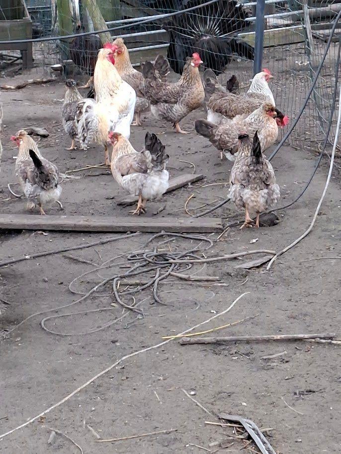 cream legbar eieren