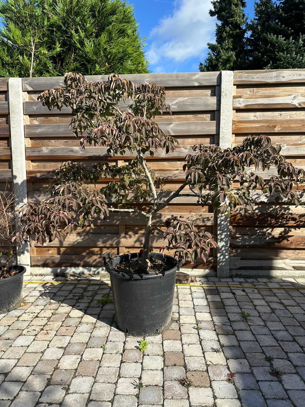 Cornus kousa, Ophalen