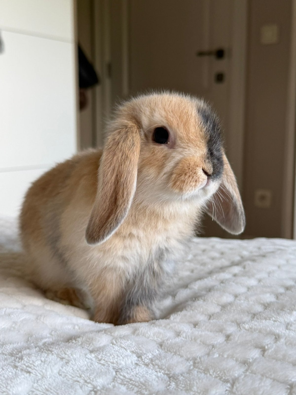 5 handtamme Nederlandse dwerghangoor x minilop konijntjes, Meerdere dieren, Dwerg, Hangoor, 0 tot 2 jaar