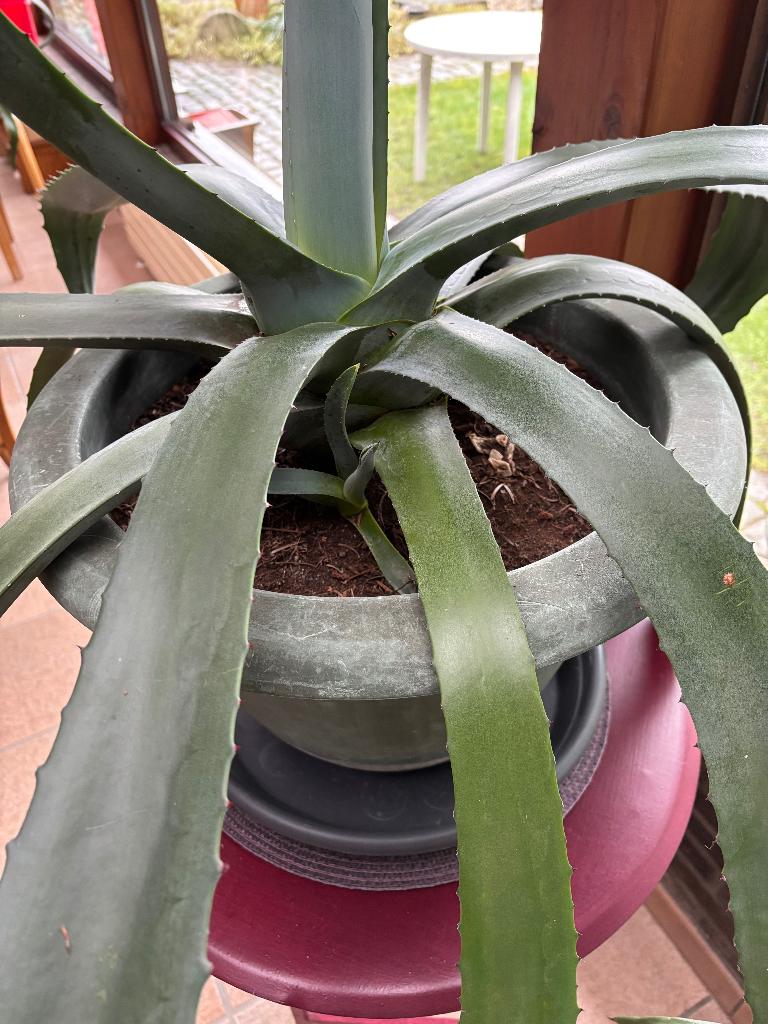 Agaves, Ophalen, Bloeit niet, Overige soorten, Halfschaduw