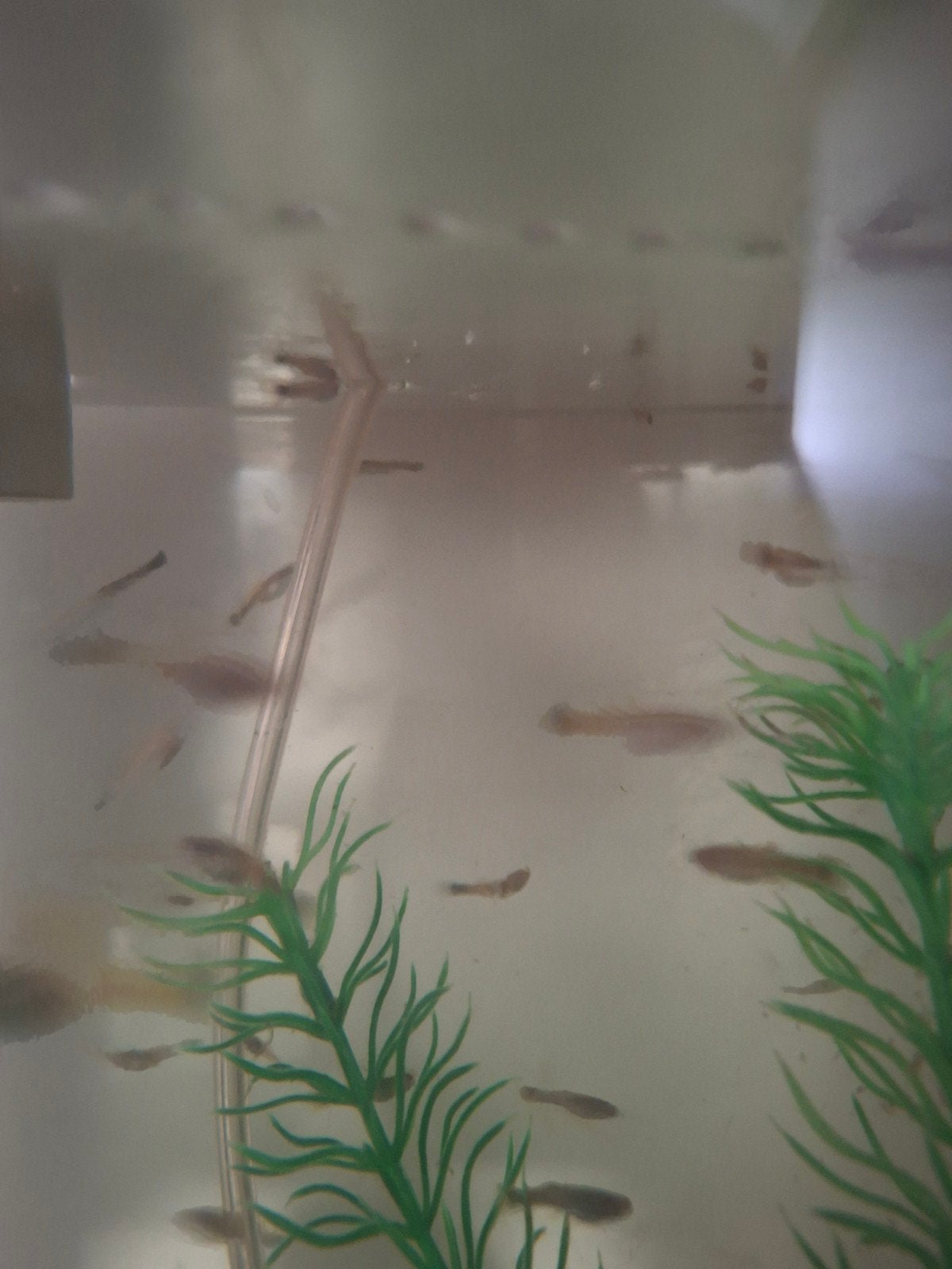 Prachtige bleu neon guppies eigen  kweek op kleur, Dieren en Toebehoren, Vissen | Aquariumvissen