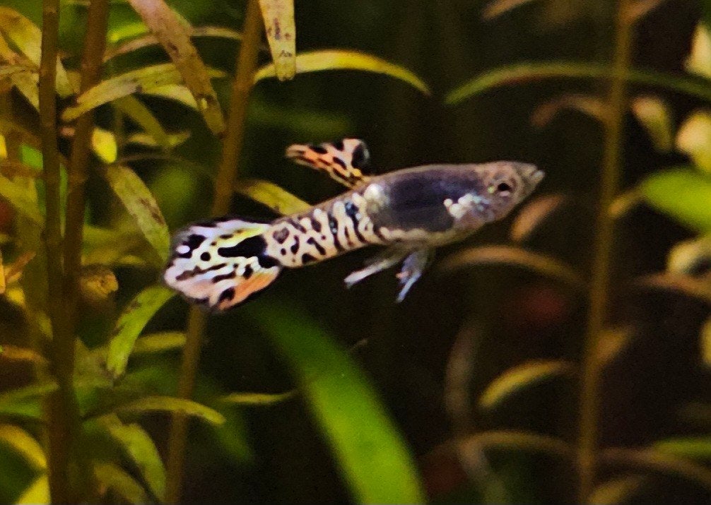 Guppy Endler gele tijger, Vis, Zoetwatervis
