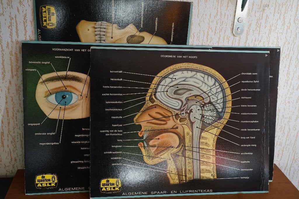 vintage Lot van 5 anatomische platen op karton ASLK, Enlèvement ou Envoi