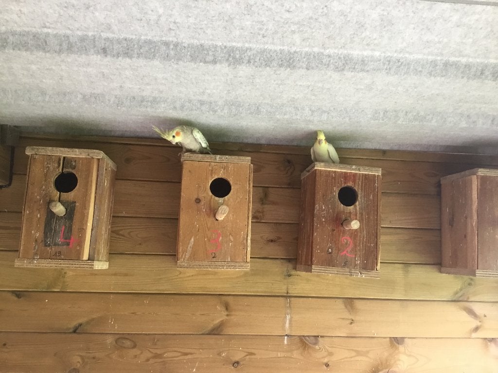 Valkparkieten, Dieren en Toebehoren, Tam