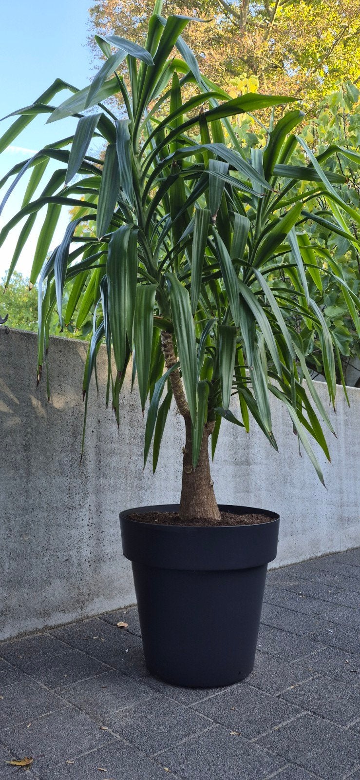 Grote yucca kamerplant H200cm 3 takken, Tuin en Terras, Ophalen