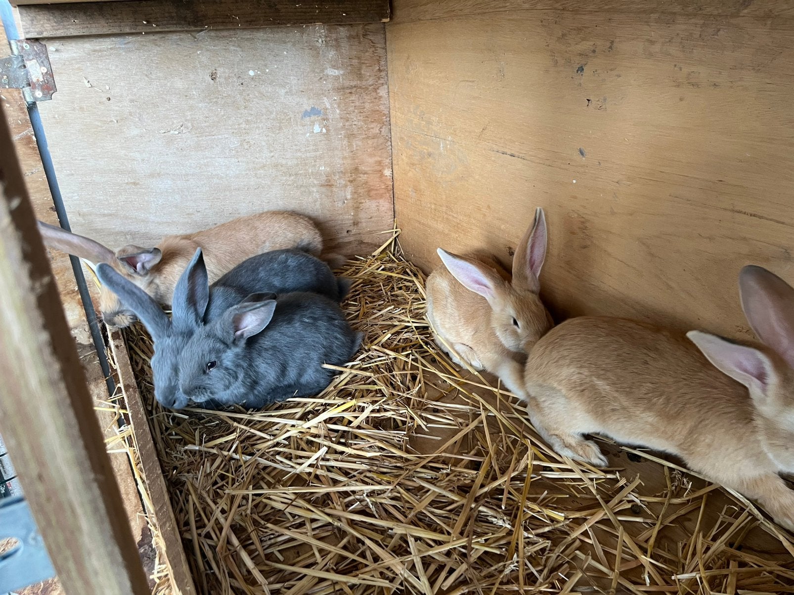 5 konijnen te koop, Meerdere dieren, Groot