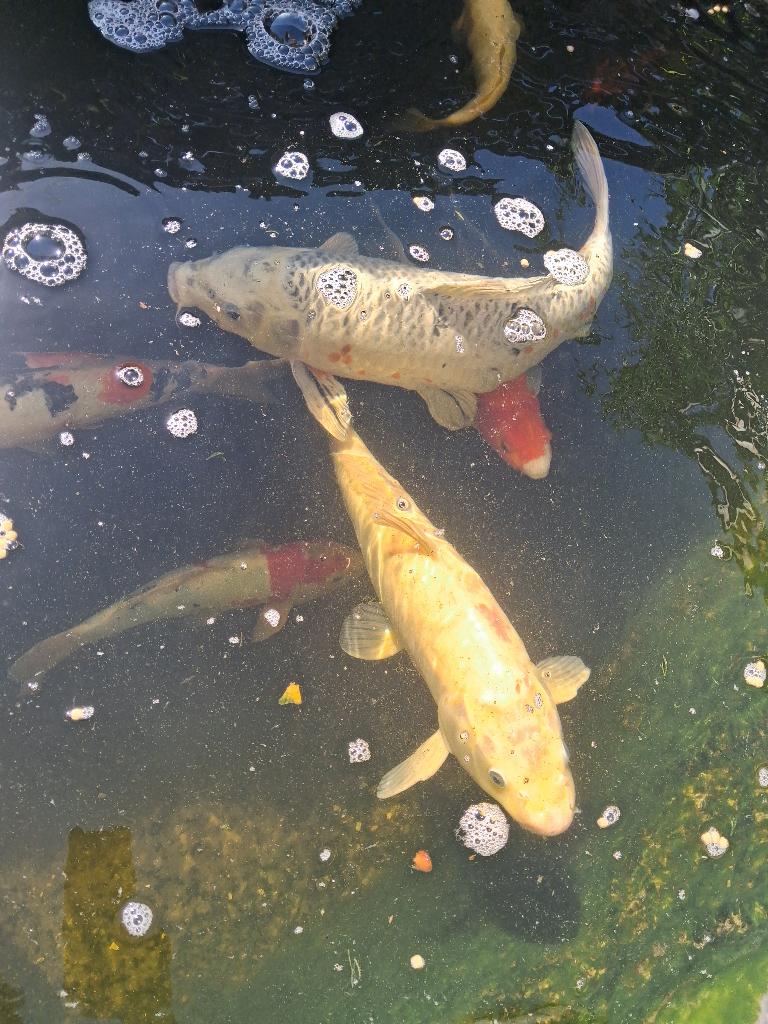 Koi, Karper of Koi