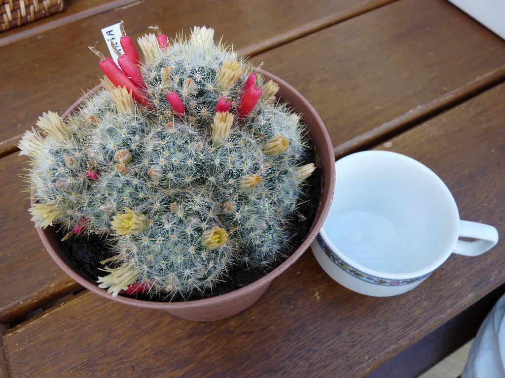 cactus, Huis en Inrichting, Kamerplanten, Ophalen, Cactus, Minder dan 100 cm, Bloeiende kamerplant