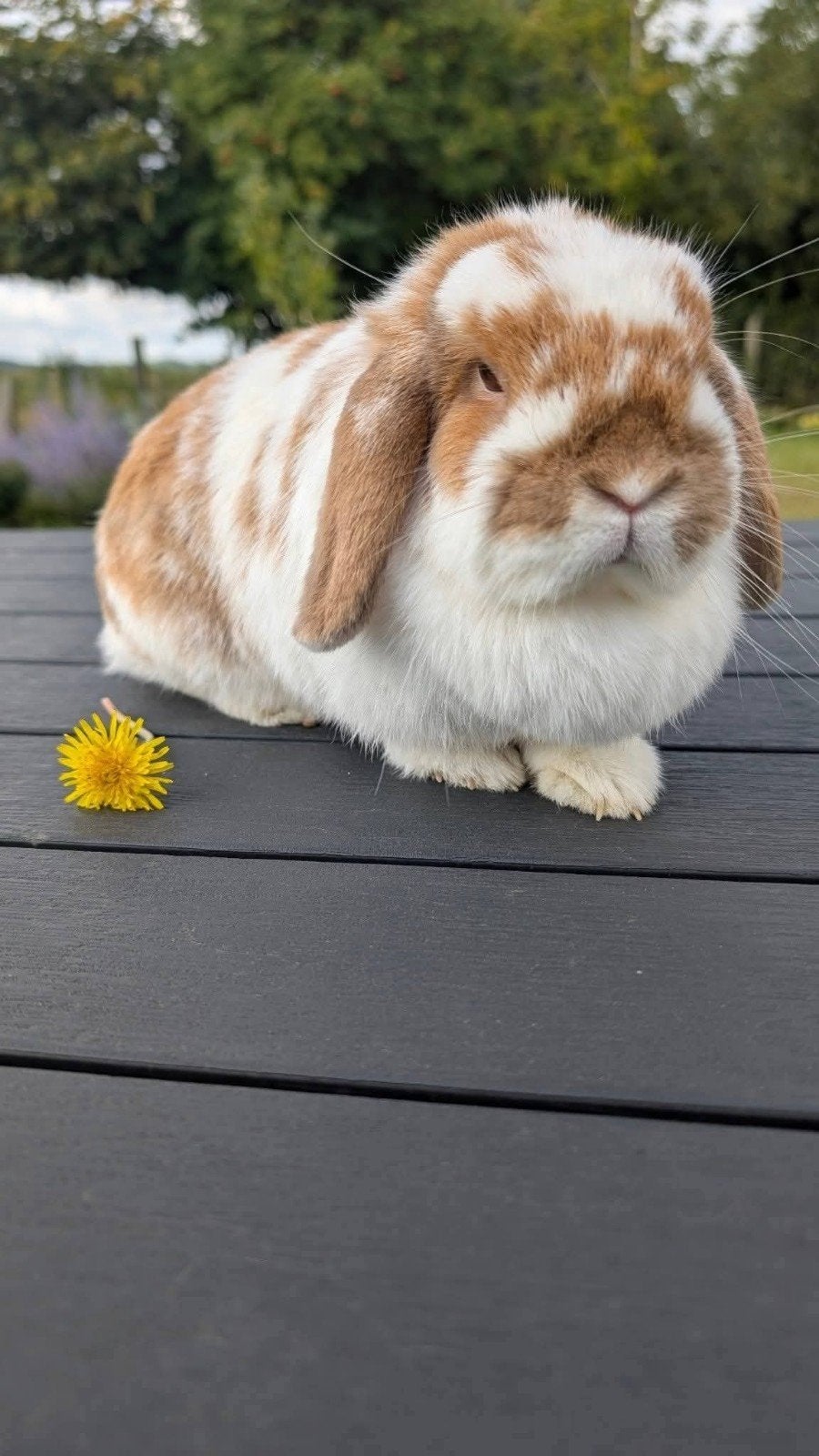 Minilop F, Dieren en Toebehoren, Overige Dieren-accessoires, Ophalen