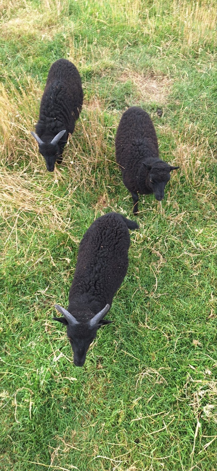 Ouessant bokjes, Dieren en Toebehoren