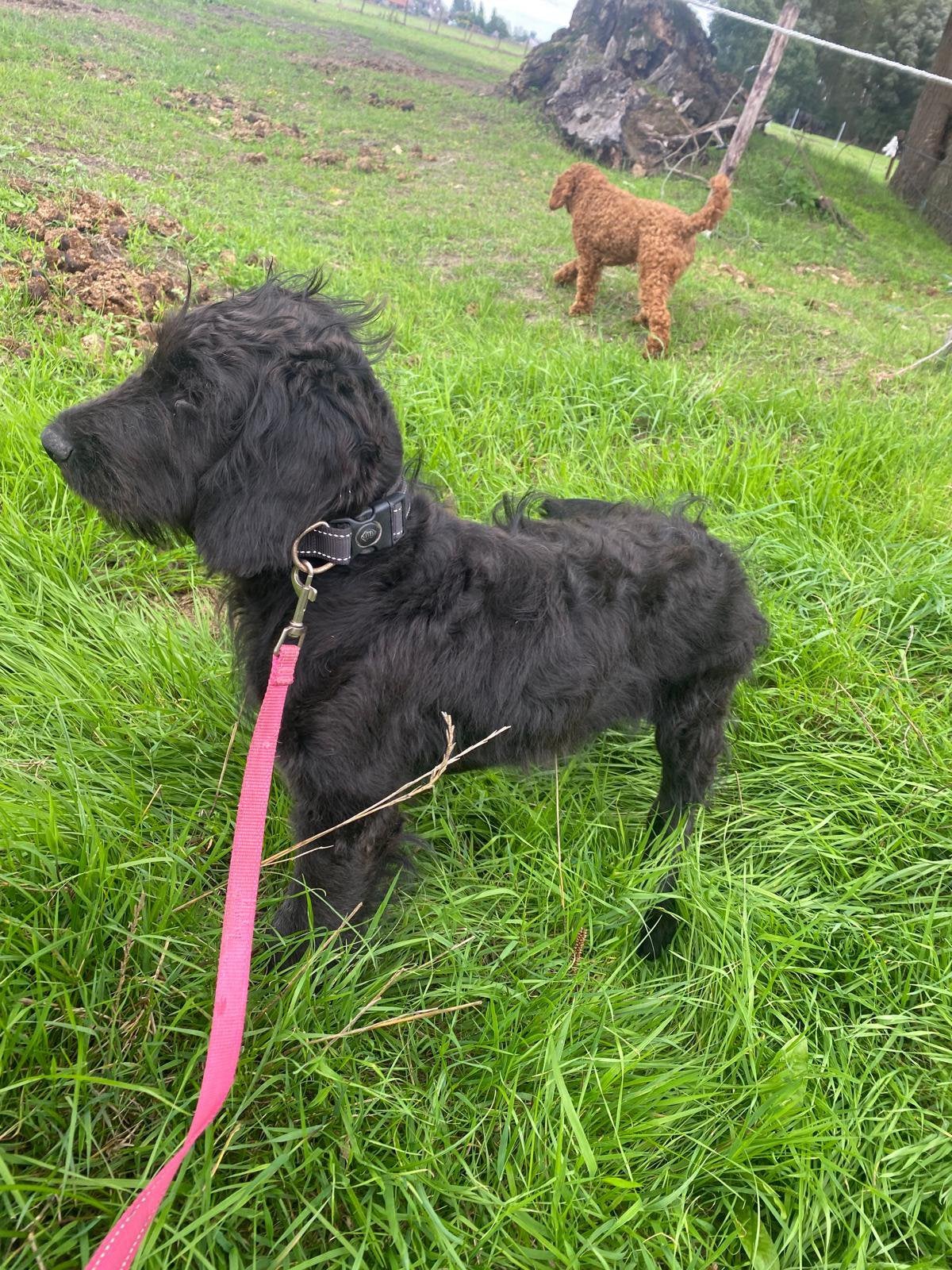 Mooie zwarte goldendoodle!, Dieren en Toebehoren, Golden retriever, België, 15 weken tot 1 jaar, Reu