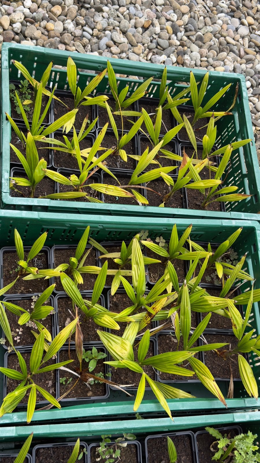 een 60 tal kleine trachycarpus fortunei, En pot, Plein soleil, Enlèvement, Palmier
