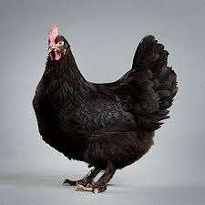 zuivere marans koperhals , donker bruine eitjes 4+1gratis, Dieren en Toebehoren, Vrouwelijk, Kip