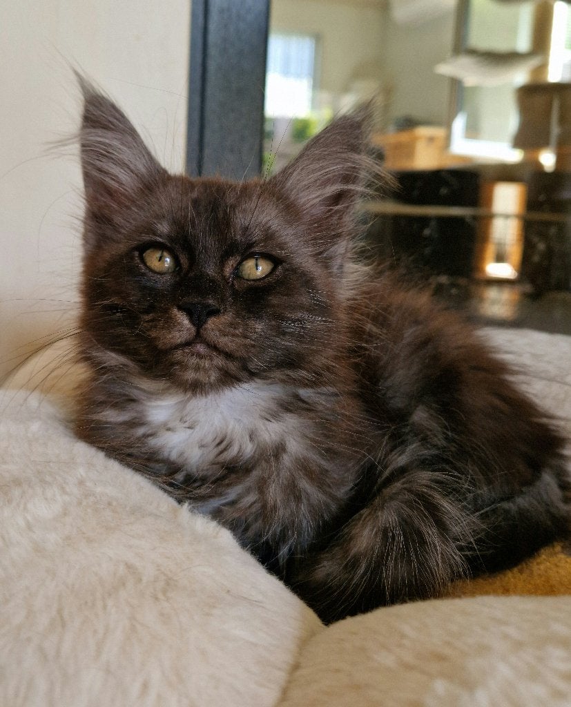 Maine coon kitten, Poes, Met stamboom, 0 tot 2 jaar