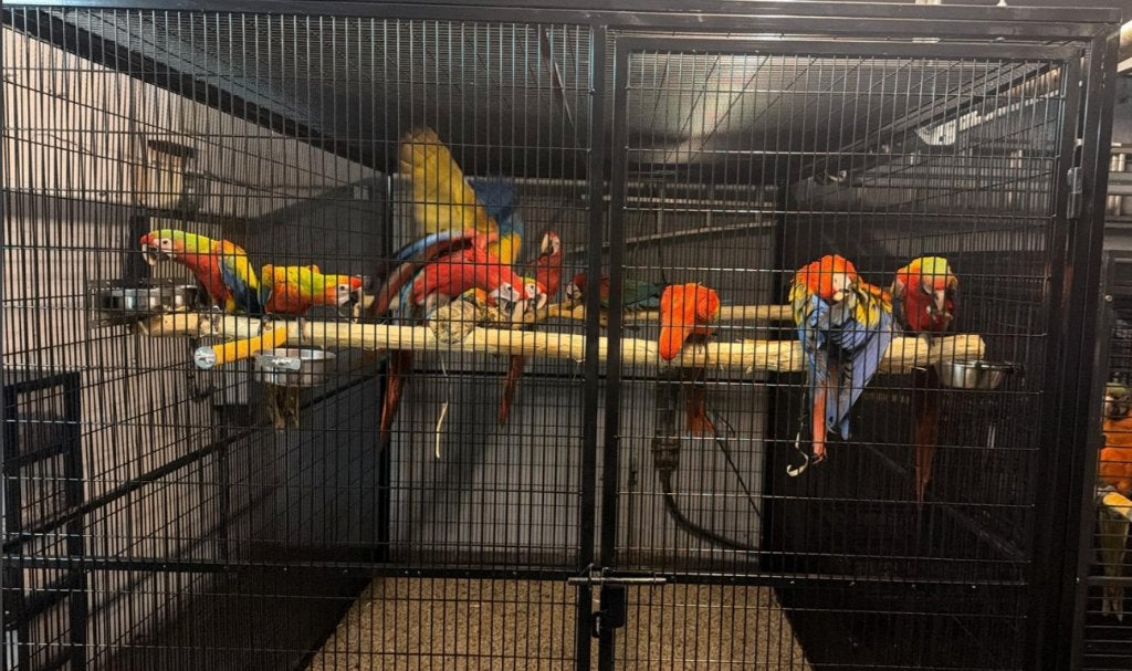 VOLIÈRE, PERROQUET, OISEAU, VOLIÈRE, NOUVELLE, Enlèvement