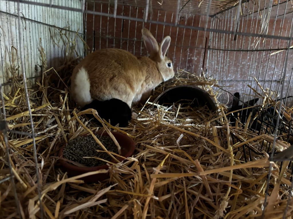Jonge konijnen, Meerdere dieren, Groot, 0 tot 2 jaar
