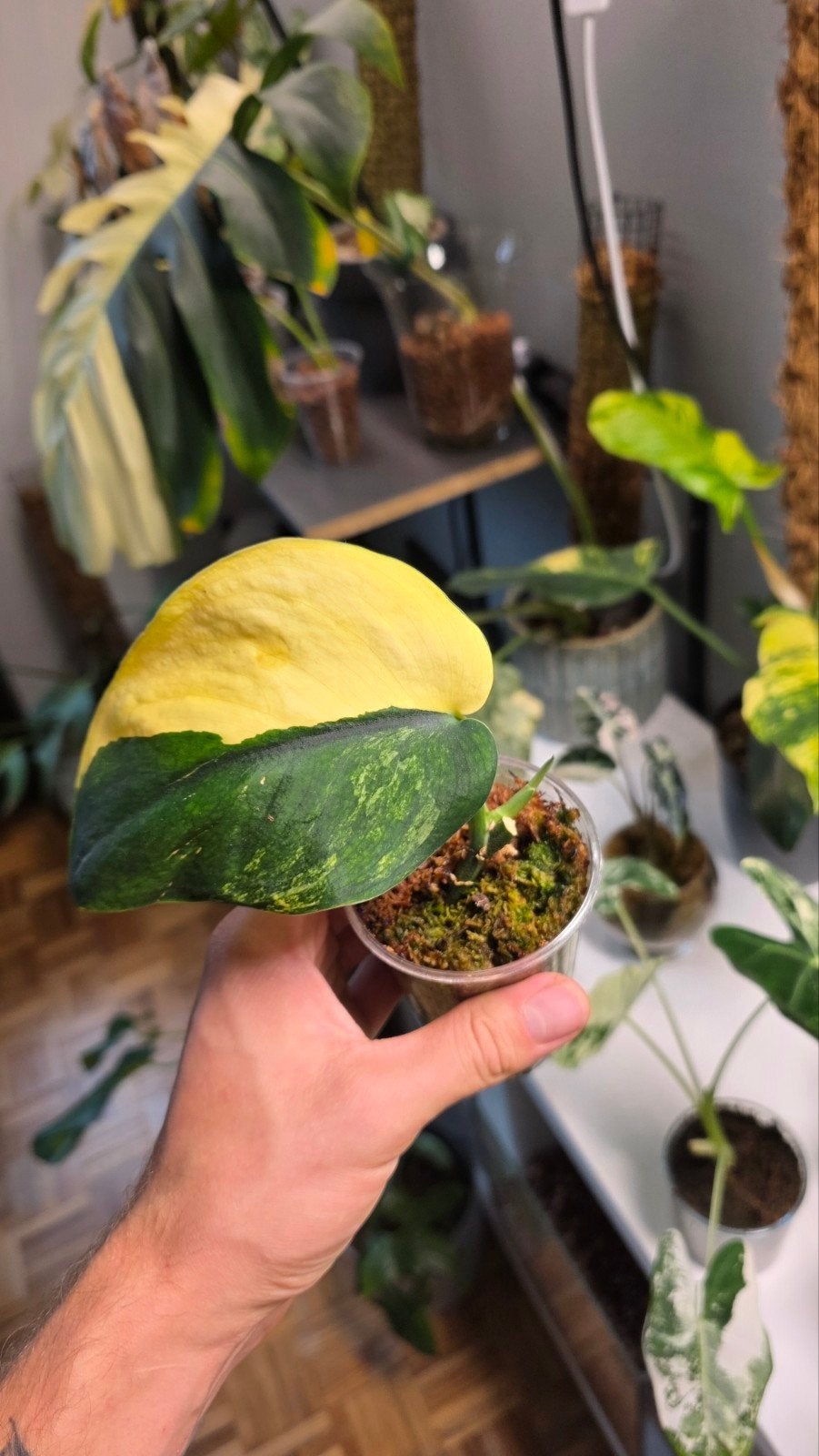 scindapsus sp variegated, Ophalen of Verzenden