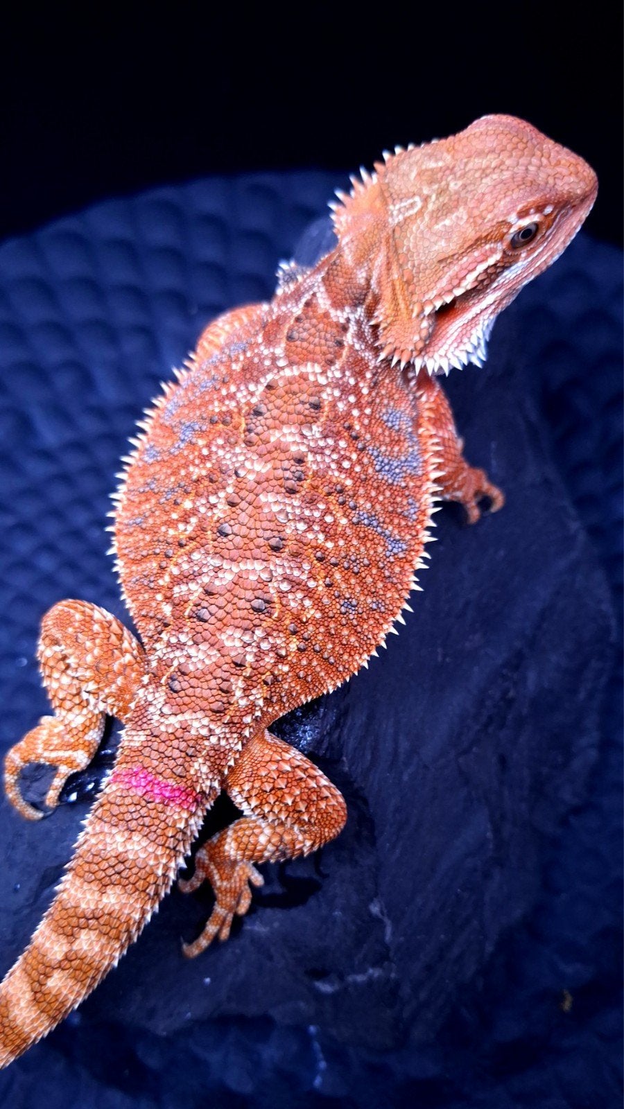 50% Red Monster het. HypoTrans Baardaagaam Vrouw, Animaux & Accessoires, Reptiles & Amphibiens, Lézard, 0 à 2 ans