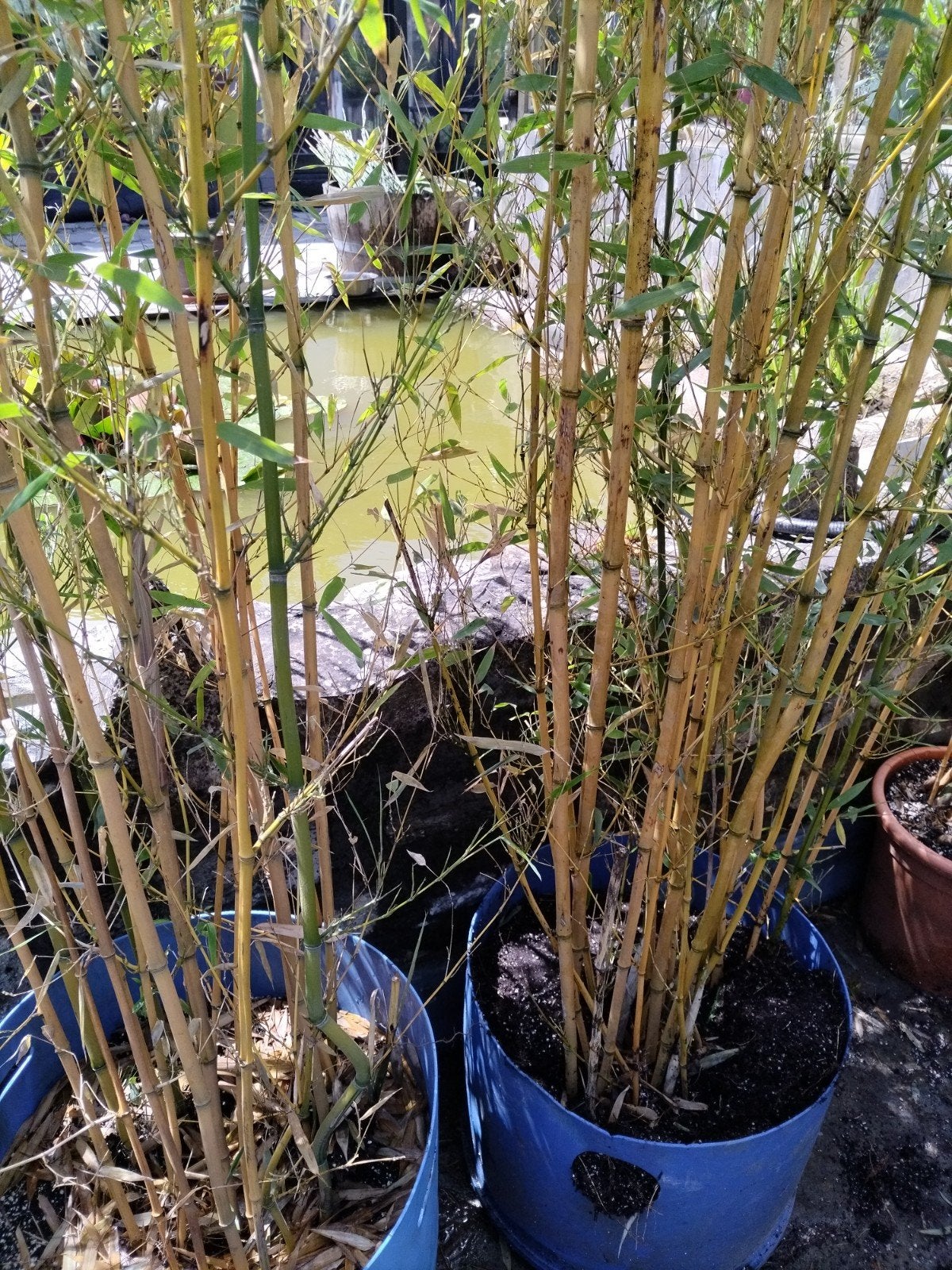 Spectabilis Bamboekolken, Tuin en Terras, Ophalen