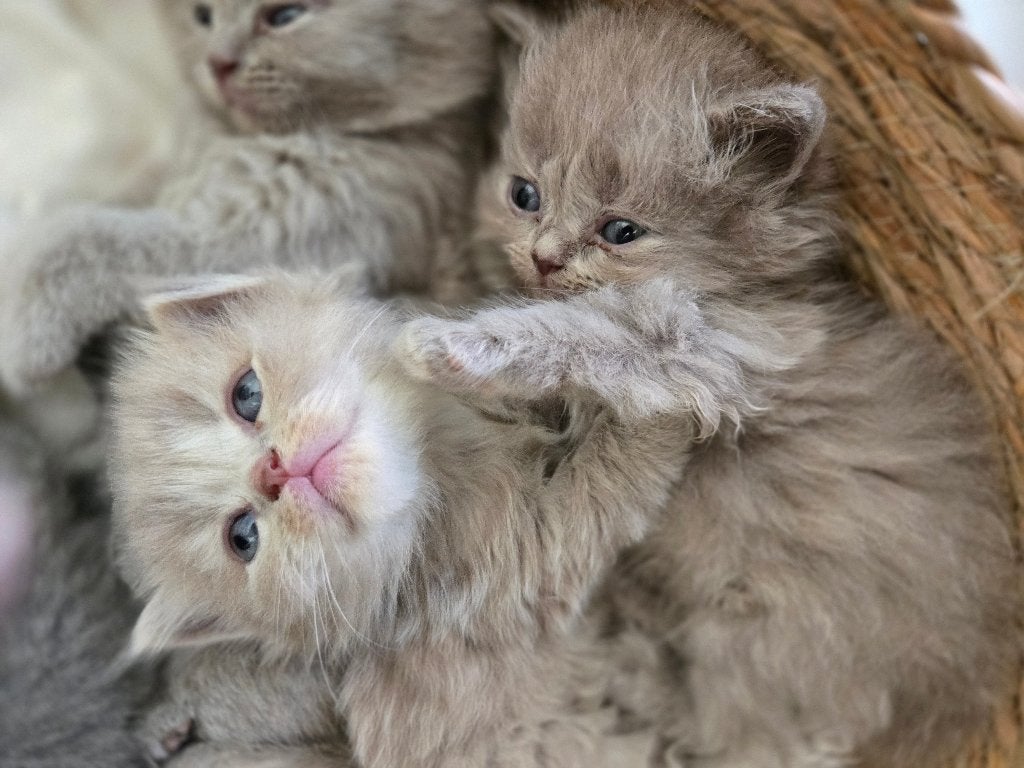 Brits langhaar kitten, Dieren en Toebehoren, Kater, Met stamboom, 0 tot 2 jaar