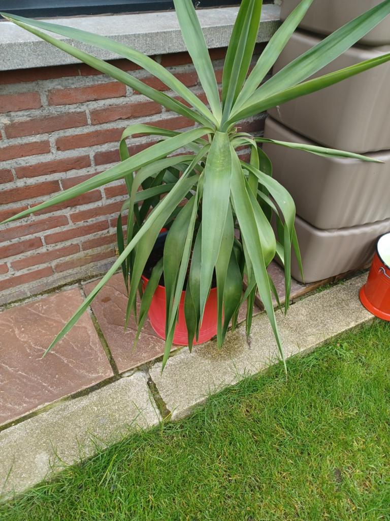 Tucca, Tuin en Terras, Planten | Tuinplanten, Ophalen