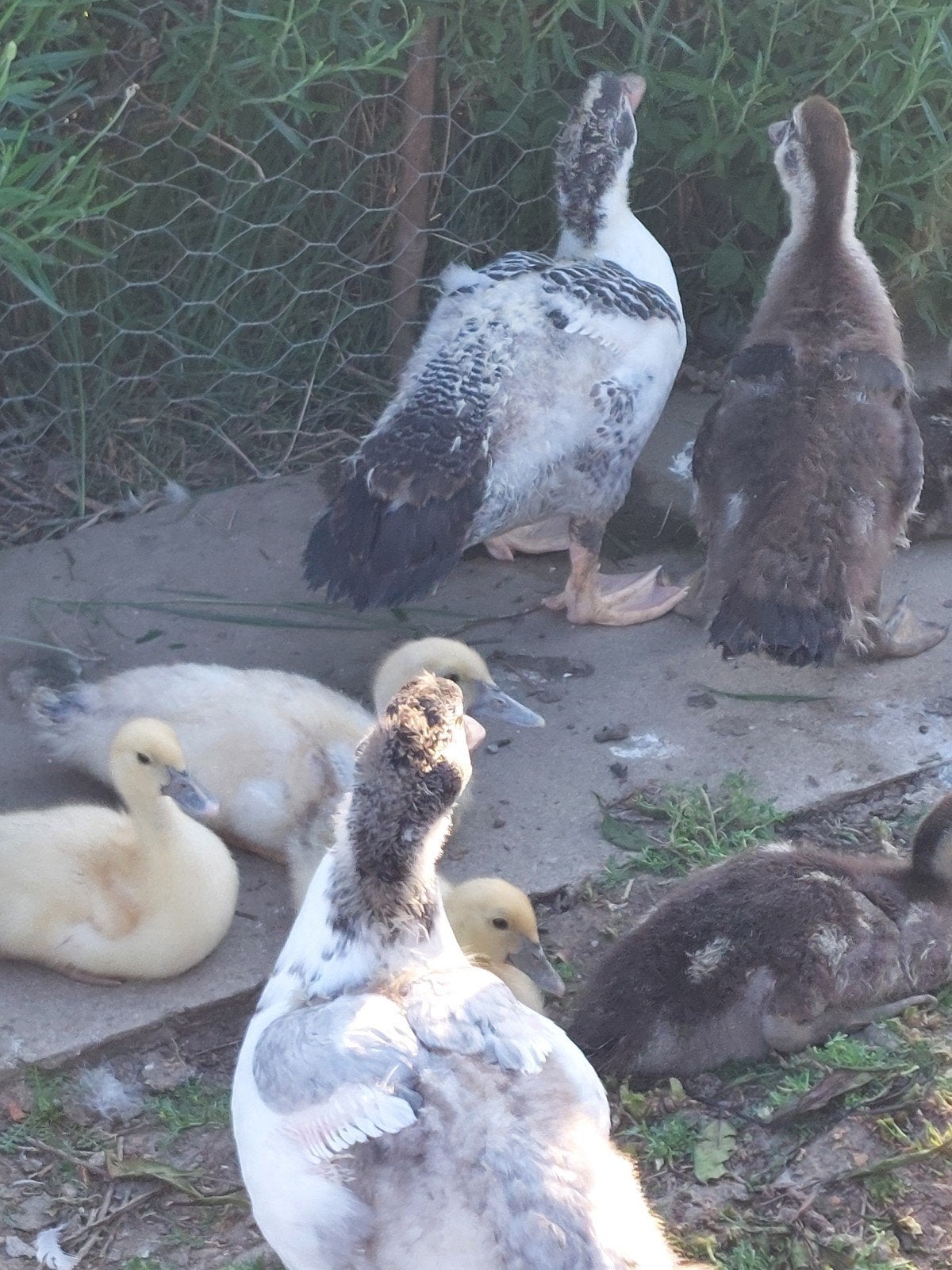Barberie eenden., Dieren en Toebehoren, Pluimvee