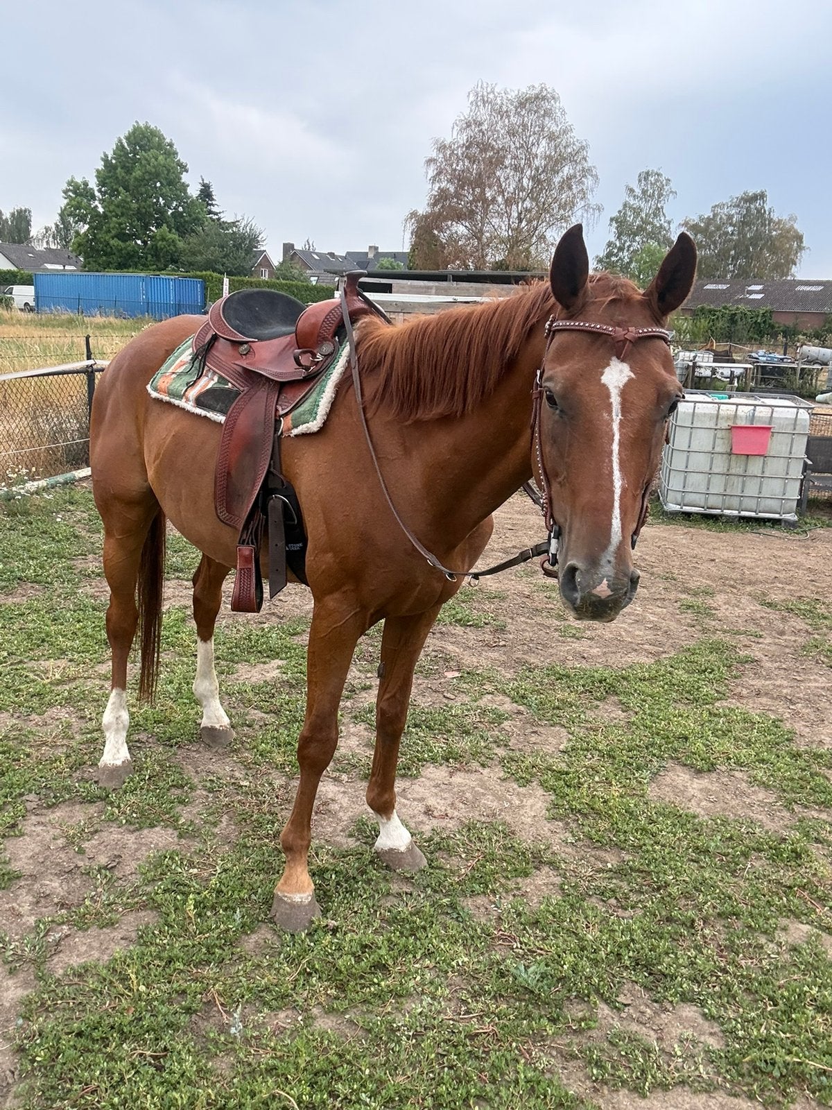 Te koop knappe ruin hannoveraan, Animaux & Accessoires, Hongre, Cheval de récréation