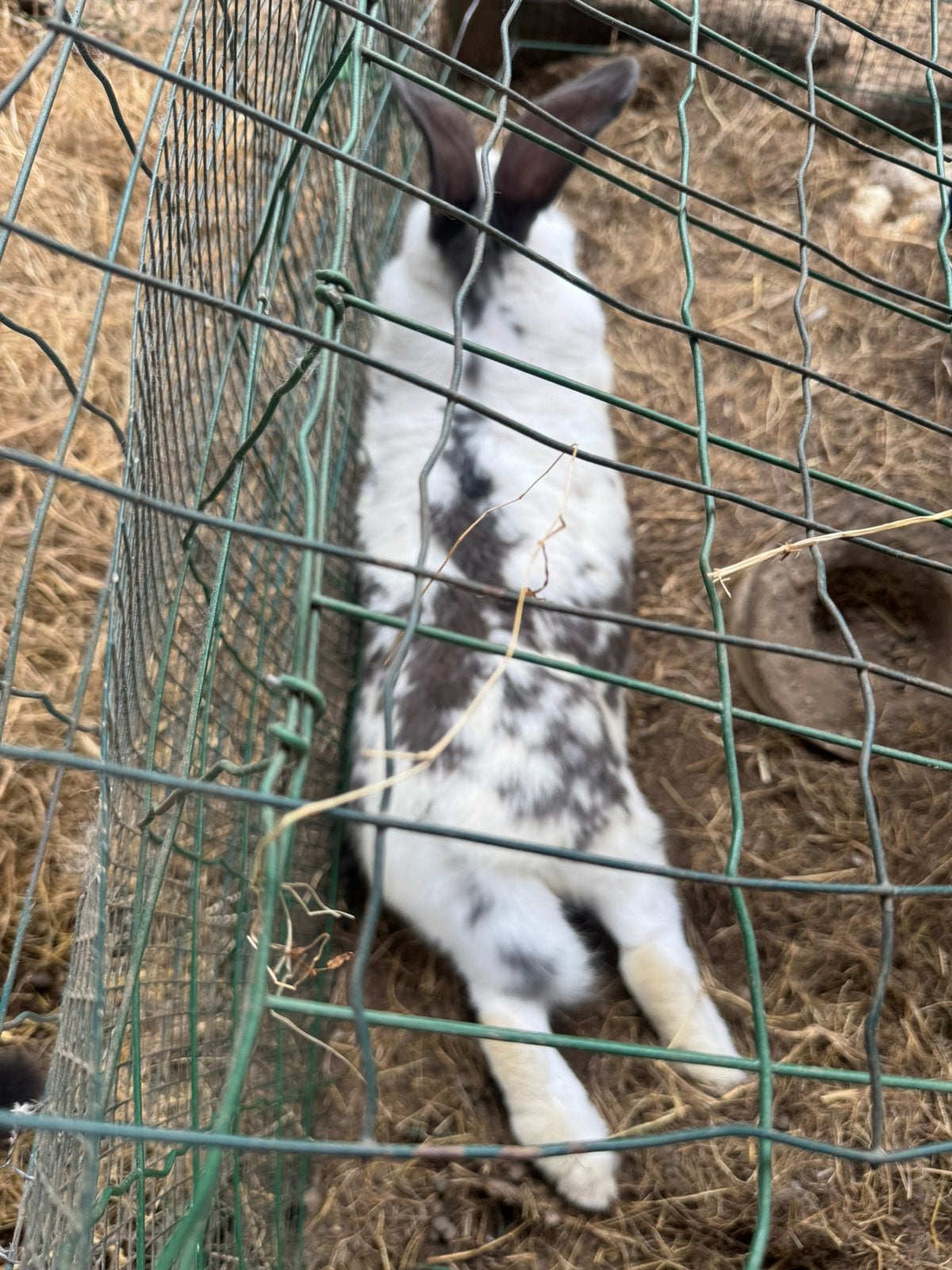 Vette rammen, Dieren en Toebehoren