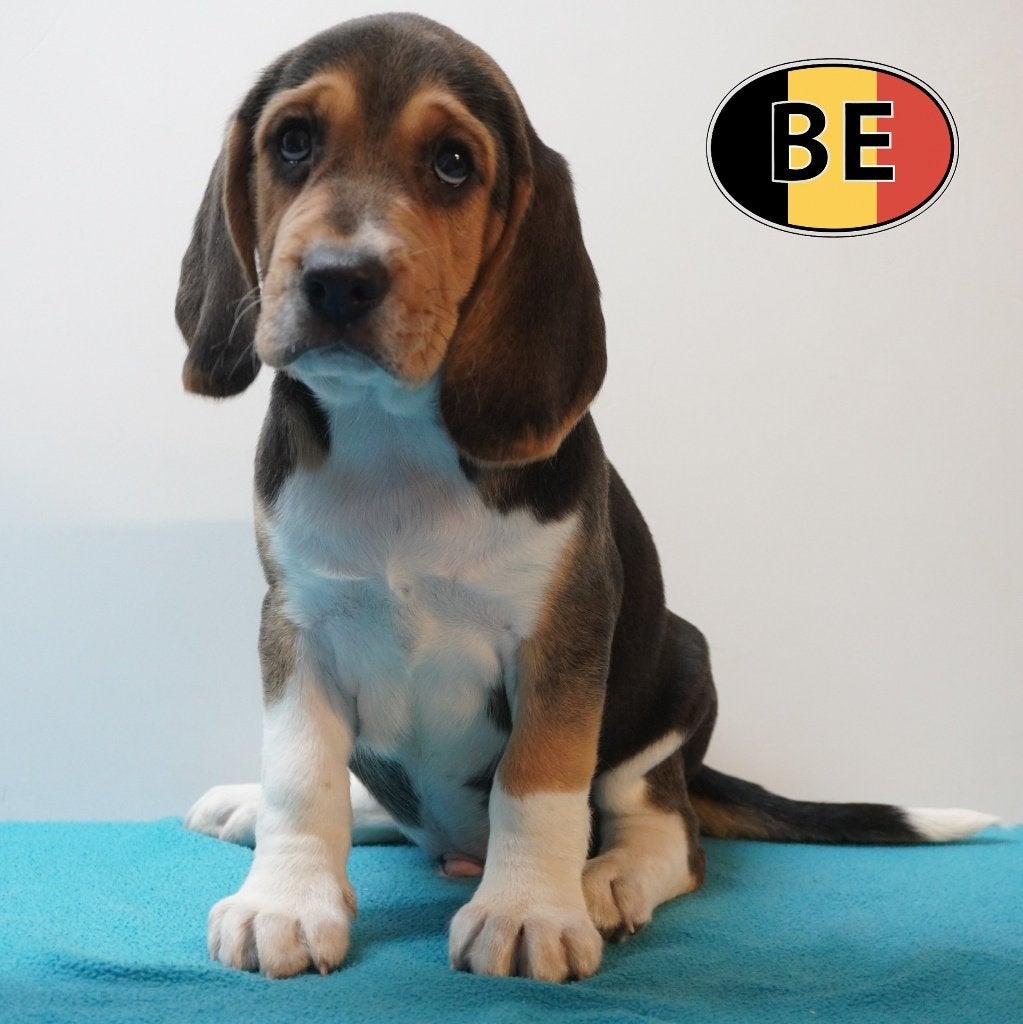 Beagle pups te koop (Belgisch), Parvo, België, Beagle, Handelaar