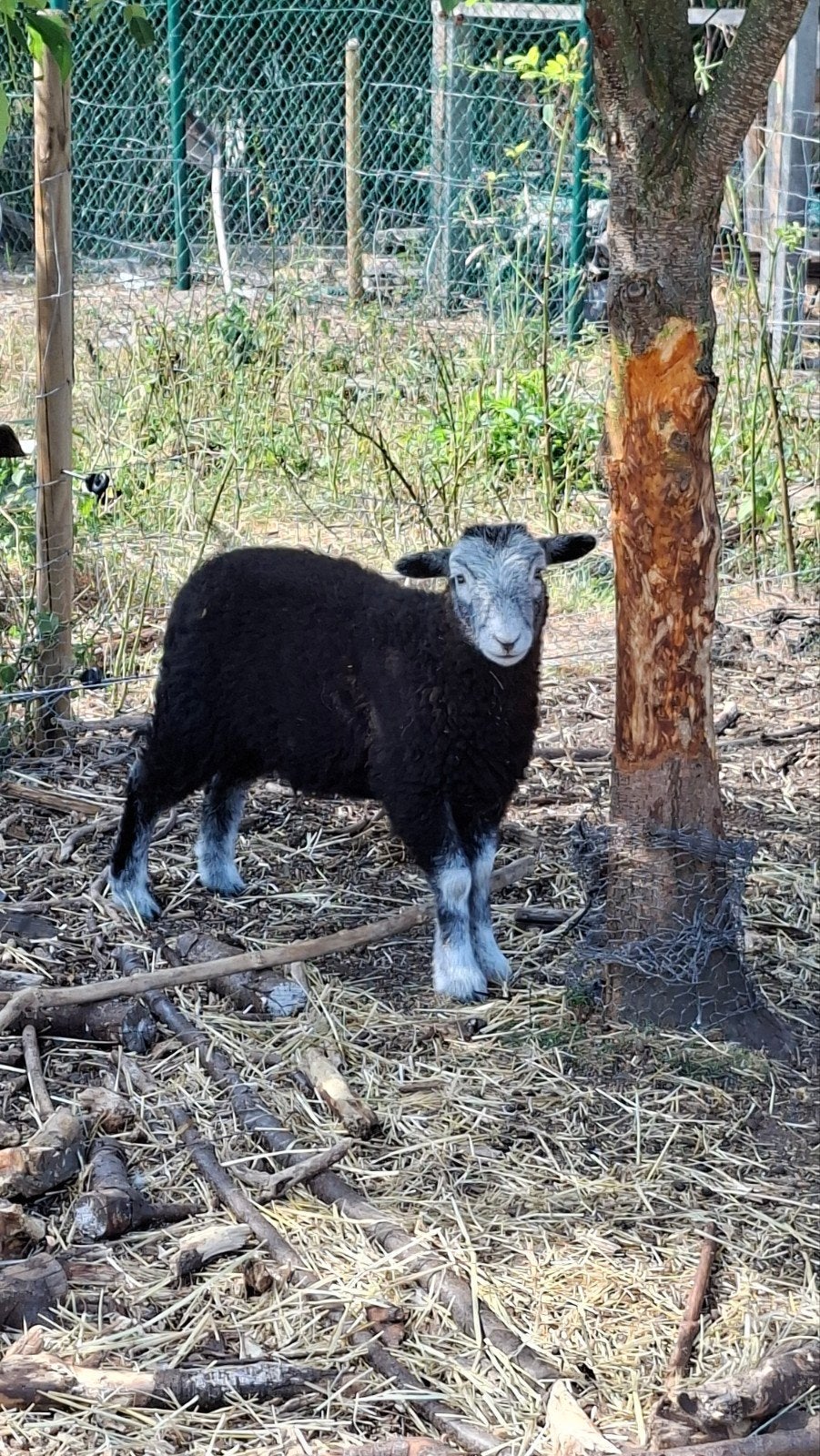 Herdwick ooilammeren, Vrouwelijk, Schaap, 0 tot 2 jaar