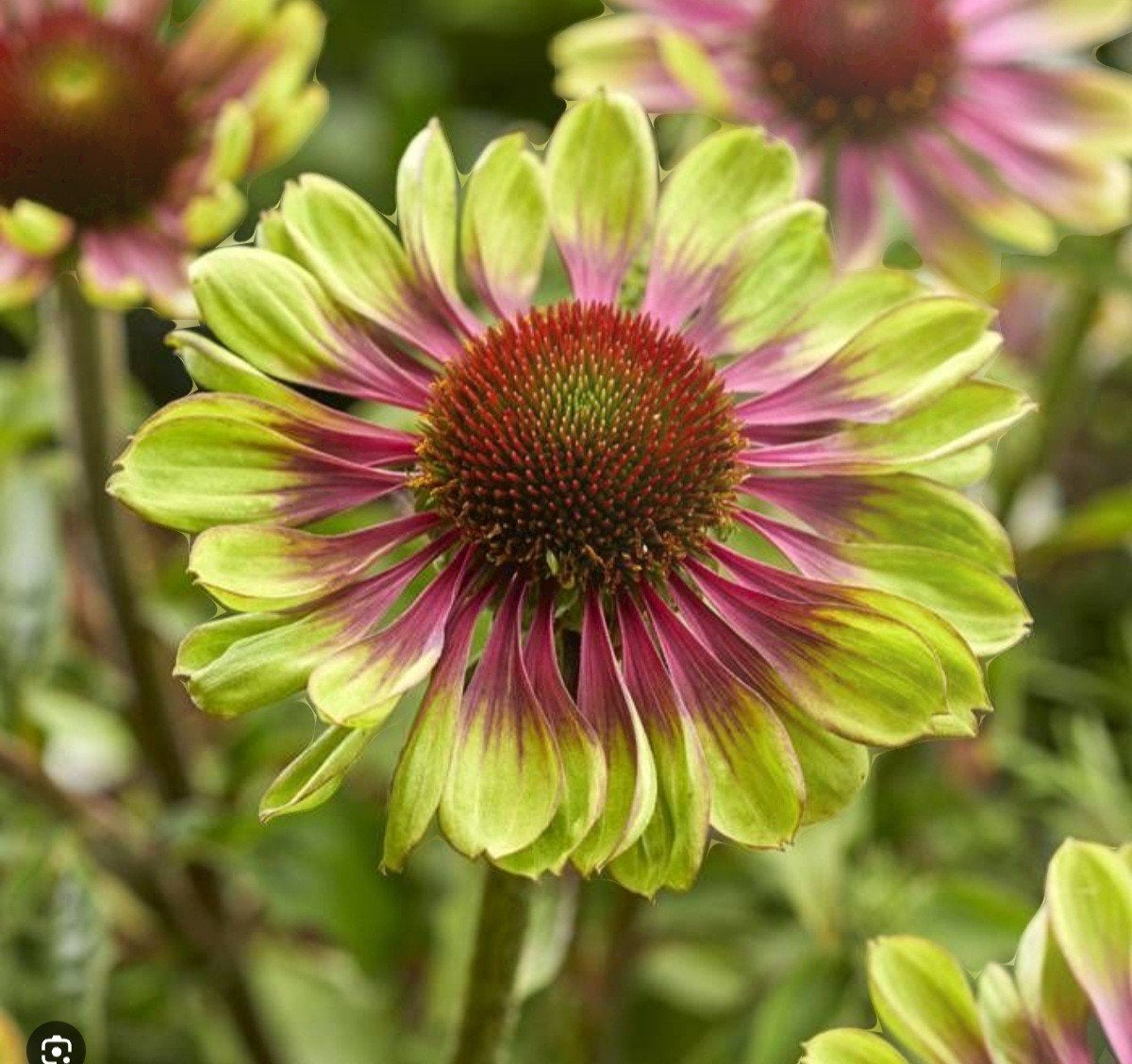 echinacea Green Twister, zonnehoed, Ophalen, Zomer, Volle zon
