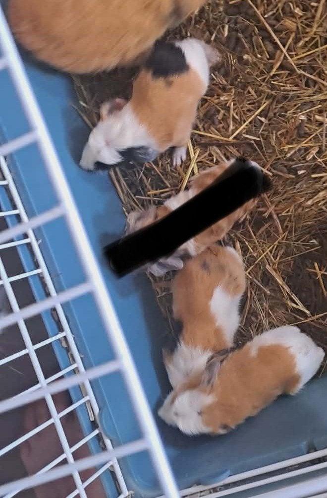 Cochon d'Inde, Animaux & Accessoires