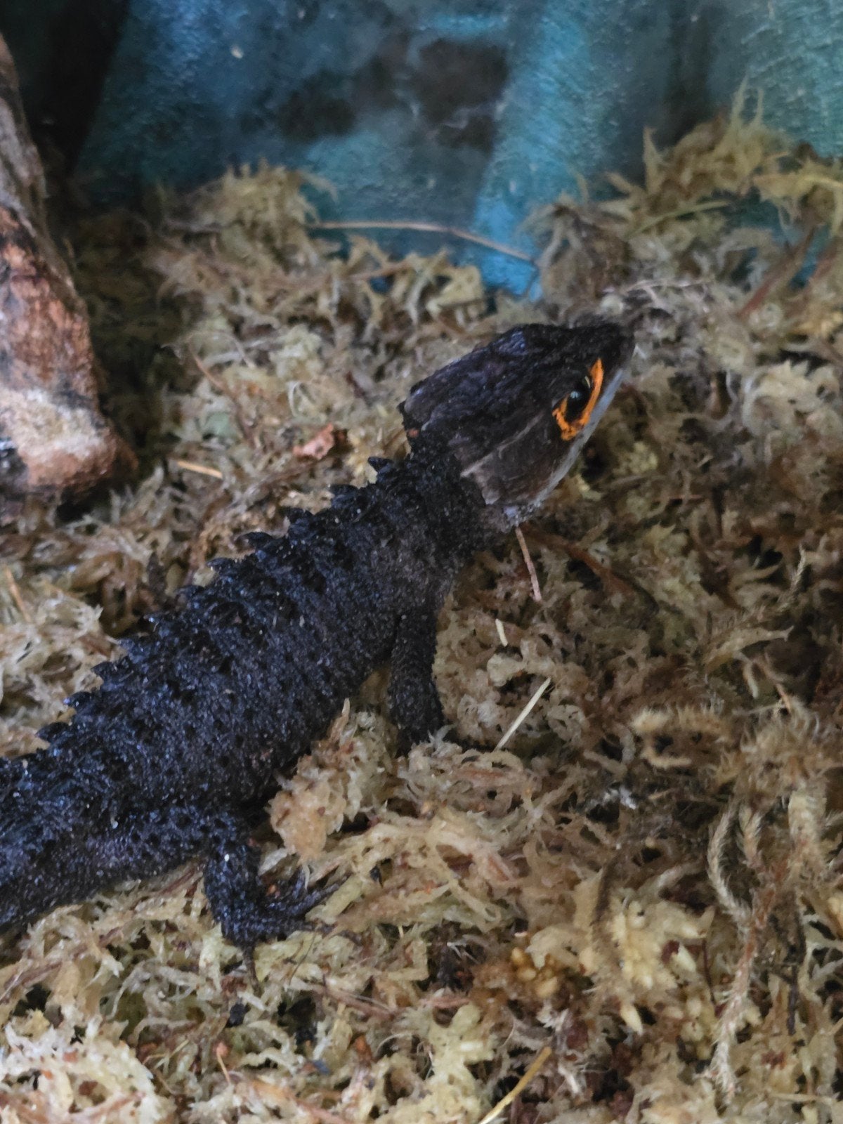 Prachtige roodoog krokodilskinken (Tribolonotus gracilis), Animaux & Accessoires, Reptiles & Amphibiens, Amphibien