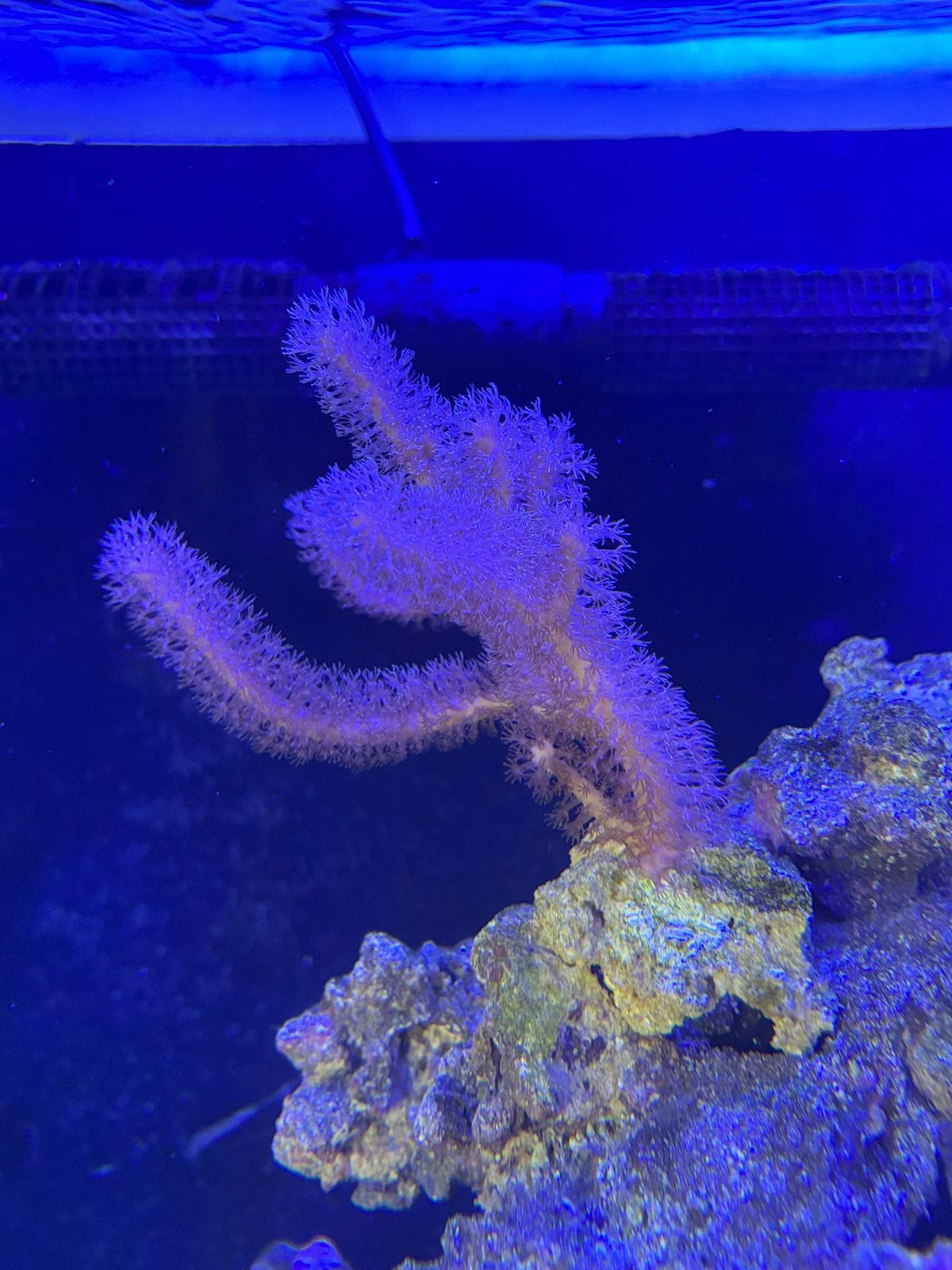 Corail gorgone, Animaux & Accessoires, Autres types, Poisson de mer