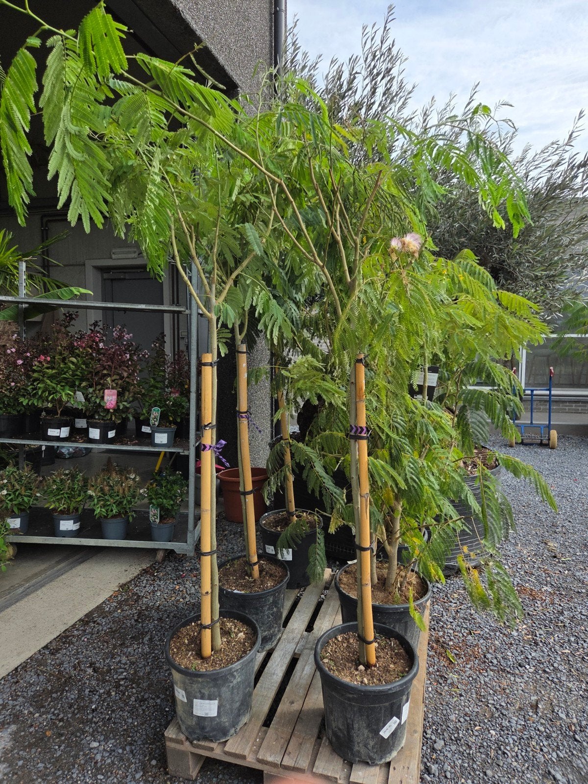 Albizia Julibrissin Ombrella - Perzische slaapboom, Tuin en Terras, Ophalen