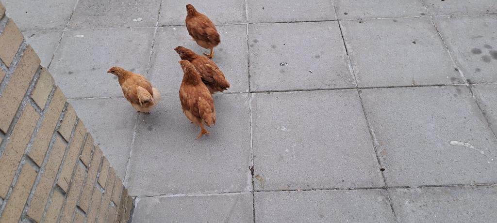 poussin 4, pièces, Enlèvement
